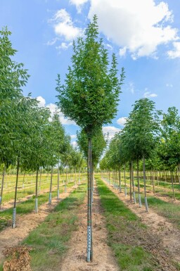 Es Fraxinus ornus 'Obelisk' Fraxinus ornus 'Obelisk'