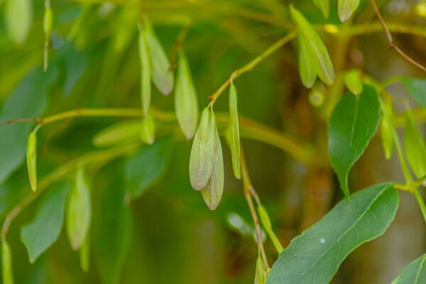 Fraxinus ornus 'Obelisk'