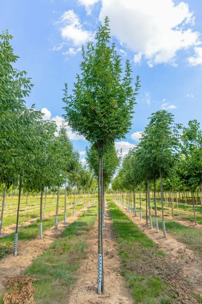 Fraxinus ornus 'Obelisk'hoogstam 8/10
