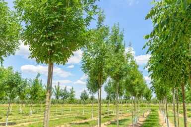 Fraxinus ornus 'Obelisk'hoogstam
