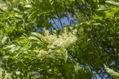 Es Fraxinus ornus 'Obelisk' Hoogstam stamomtrek 8-10 P Fraxinus ornus 'Obelisk'hoogstam 8/10