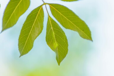 Es Fraxinus ornus 'Obelisk' Hoogstam stamomtrek 8-10 P Fraxinus ornus 'Obelisk'hoogstam 8/10