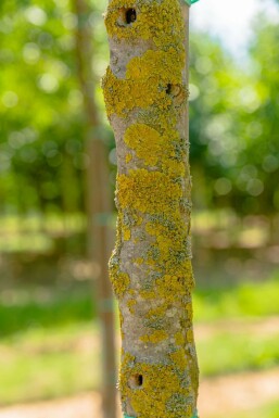 Fraxinus ornus 'Obelisk'hoogstam 8/10
