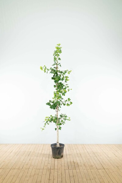Ginkgo biloba beveerd 4-6