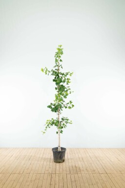 Ginkgo biloba beveerd