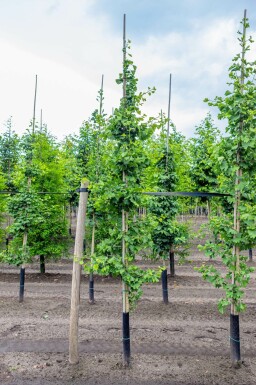 Japanse notenboom Ginkgo biloba Beveerd Ginkgo biloba beveerd