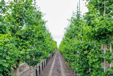 Ginkgo biloba beveerd 4-6