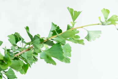 Ginkgo biloba beveerd 4-6