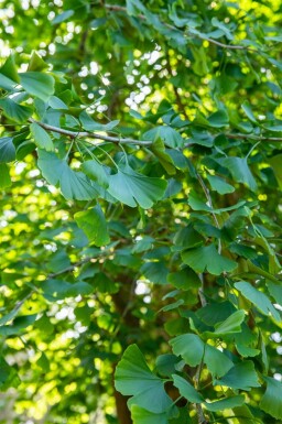 Ginkgo biloba beveerd 4-6