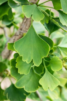 Ginkgo biloba beveerd 4-6