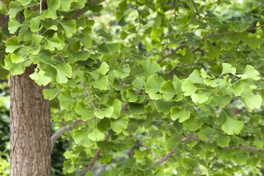 Ginkgo biloba beveerd 4-6