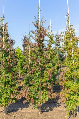 Perzisch ijzerhout Parrotia persica Beveerd Parrotia persica beveerd