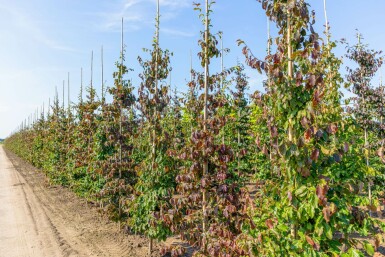 Parrotia persica beveerd 8/10