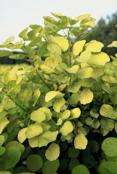 Cotinus coggygria 'Golden Spirit' C2 30-40