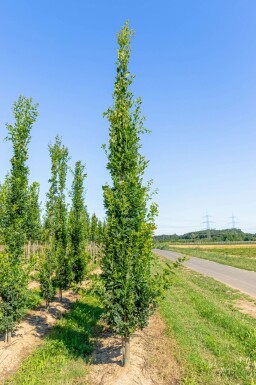 Quercus robur 'Fastigiata' beveerd