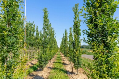 Piramidale eik Quercus robur 'Fastigiata' Beveerd Quercus robur 'Fastigiata' beveerd