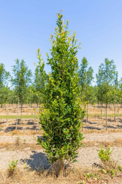 Quercus x warei 'Regal Prince' beveerd 4-6