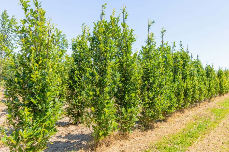 Zuileik Quercus x warei 'Regal Prince' Beveerd stamomtrek 4-6 P Quercus x warei 'Regal Prince' beveerd 4-6