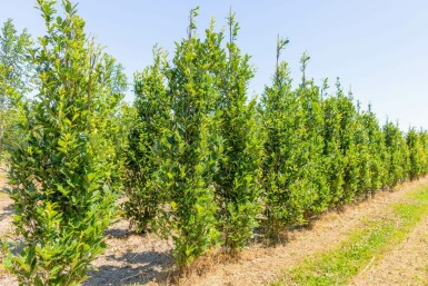 Quercus x warei 'Regal Prince' beveerd