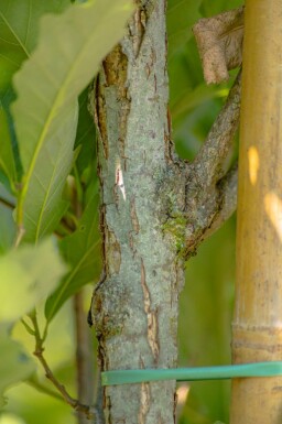 Quercus x warei 'Regal Prince' beveerd 4-6