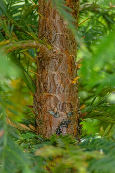 Sequoia sempervirens