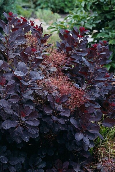 Cotinus coggygria 'Royal Purple' C2 20-25
