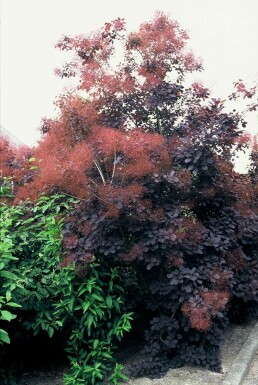 Cotinus coggygria 'Royal Purple' C2 20-25