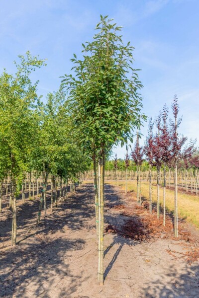 Sorbus x thuringiaca 'Fastigiata' hoogstam 14/16