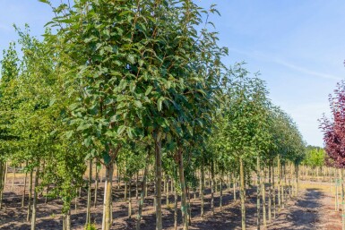 Bastaard meelbes Sorbus x thuringiaca 'Fastigiata' Hoogstam Sorbus x thuringiaca 'Fastigiata' hoogstam