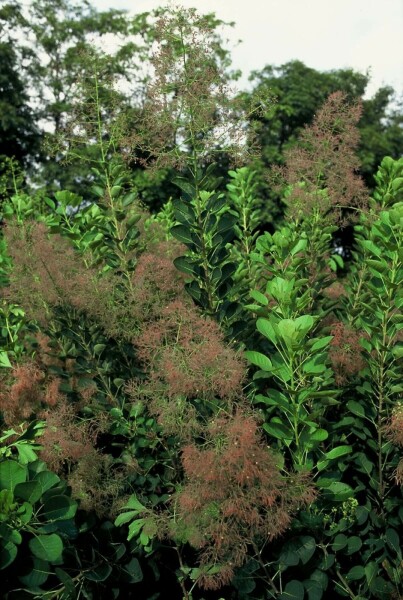 Cotinus coggygria 'Young Lady' C4 40-50