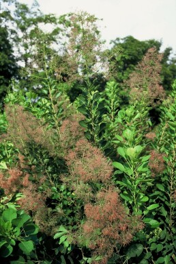 Cotinus coggygria 'Young Lady' C4 40-50