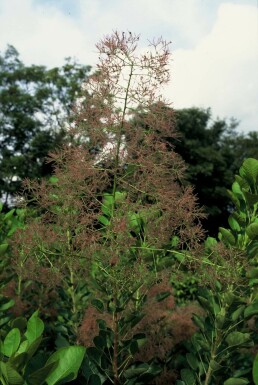 Cotinus coggygria 'Young Lady' C4 40-50