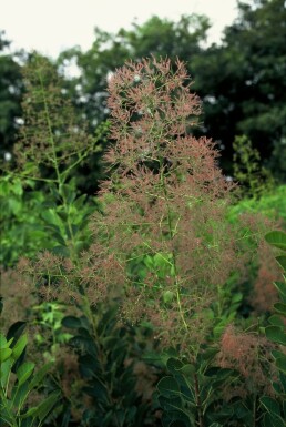 Cotinus coggygria 'Young Lady' C4 40-50