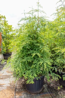 Kustsequoia Sequoia sempervirens Beveerd Sequoia sempervirens beveerd