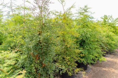 Kustsequoia Sequoia sempervirens Beveerd Sequoia sempervirens beveerd