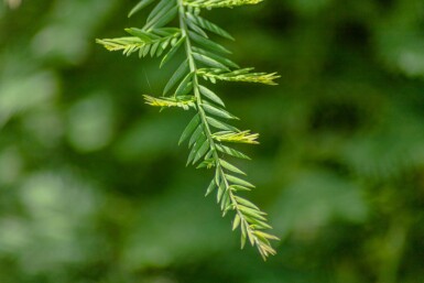 Sequoia sempervirens beveerd 8/10