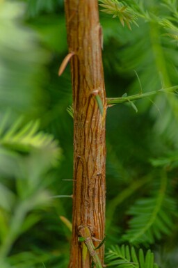 Sequoia sempervirens beveerd 8/10