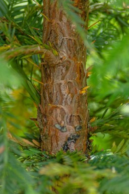 Sequoia sempervirens beveerd 8/10