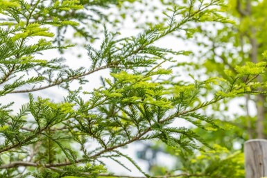 Sequoia sempervirens beveerd 8/10