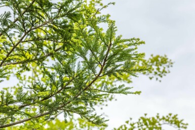 Sequoia sempervirens beveerd 8/10
