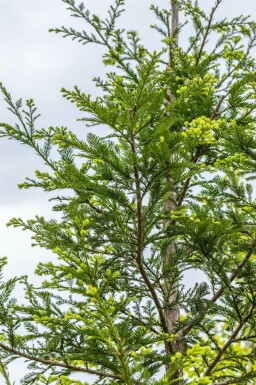Sequoia sempervirens beveerd 8/10