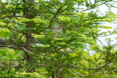 Sequoia sempervirens beveerd 8/10