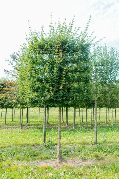 Veldesdoorn Acer campestre 'Elsrijk' Leiboom stamomtrek 16-18 stamhoogte 40 Lei 120 x 180 P Acer campestre 'Elsrijk' leiboom 16/18 40cm stam 120b x 180h