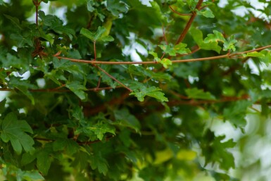 Veldesdoorn Acer campestre 'Elsrijk' Leiboom Acer campestre 'Elsrijk' leiboom