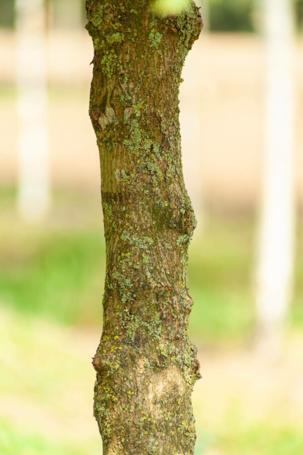 Veldesdoorn Acer campestre 'Elsrijk' Leiboom stamomtrek 16-18 stamhoogte 40 Lei 120 x 180 P Acer campestre 'Elsrijk' leiboom 16/18 40cm stam 120b x 180h