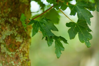 Acer campestre 'Elsrijk' leiboom