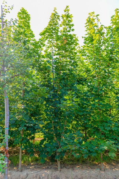 Acer platanoides beveerd