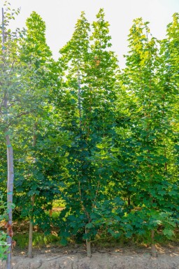 Acer platanoides beveerd
