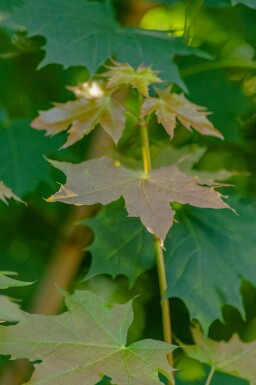 Acer platanoides beveerd