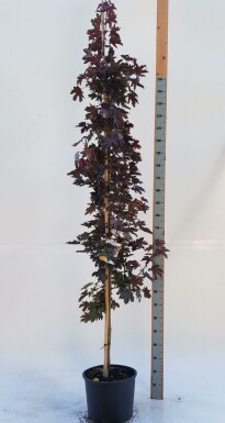 Roodbladige Noorse esdoorn Acer platanoides 'Crimson Sentry' Beveerd Acer platanoides 'Crimson Sentry' beveerd